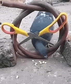 爆笑gif:究竟是