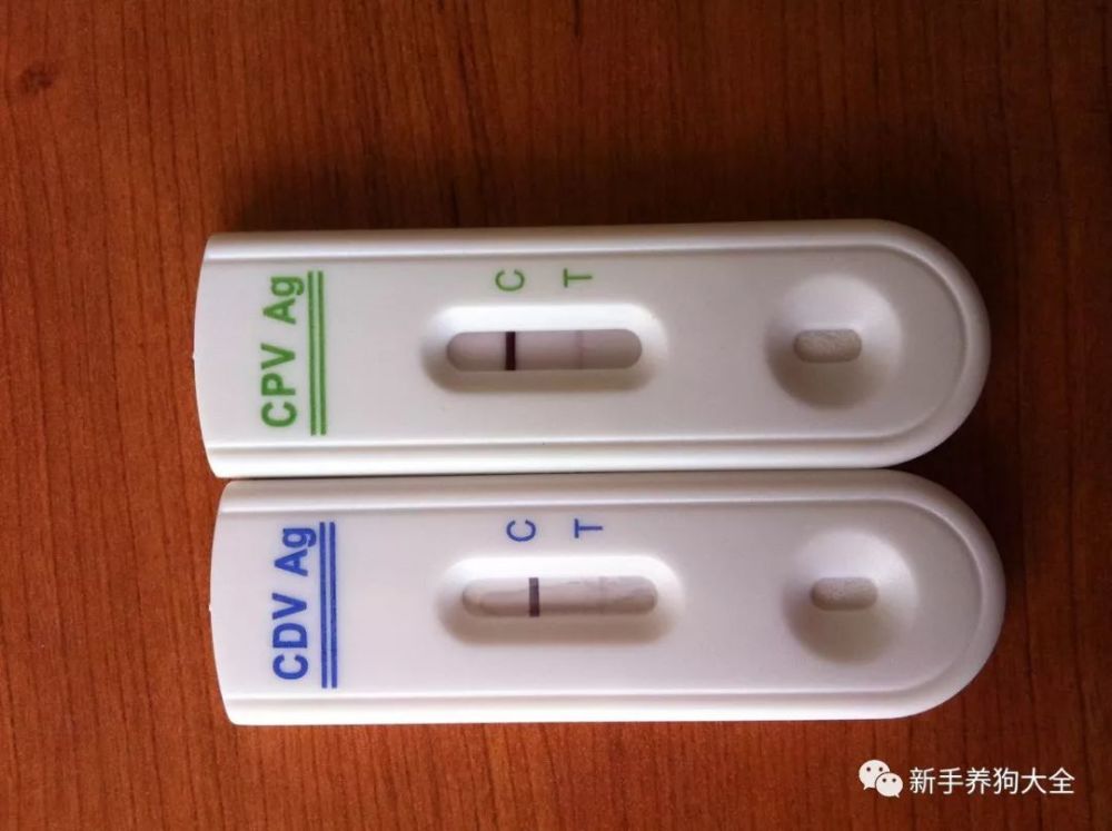 二,犬细小和犬冠状快速检测试纸条