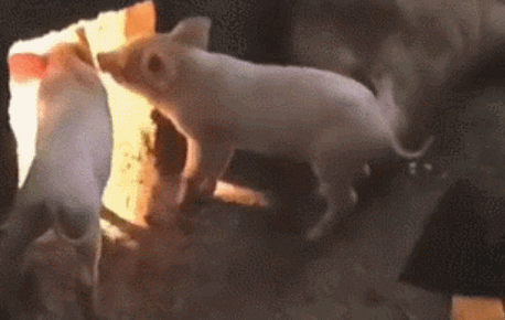 动物 猪 458_290 gif 动态图 动图