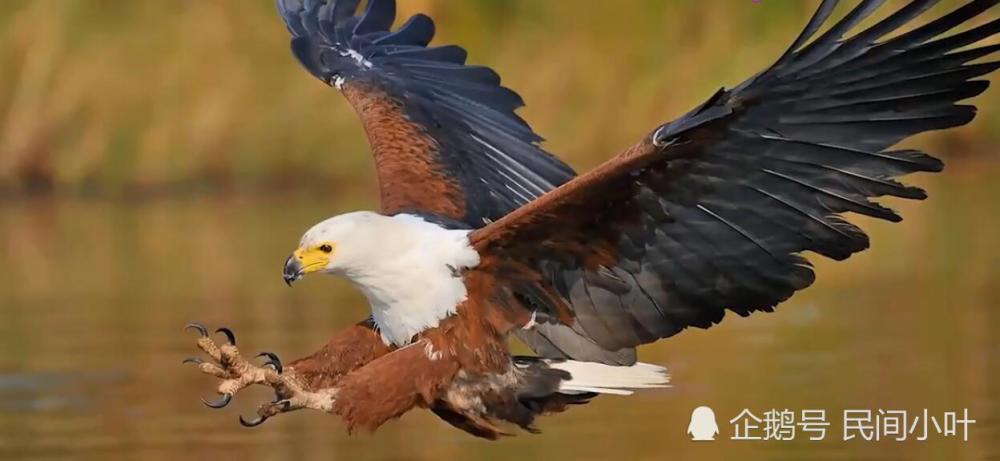 全球十大最美的鹰,美的有些不真实,究竟谁更厉害!