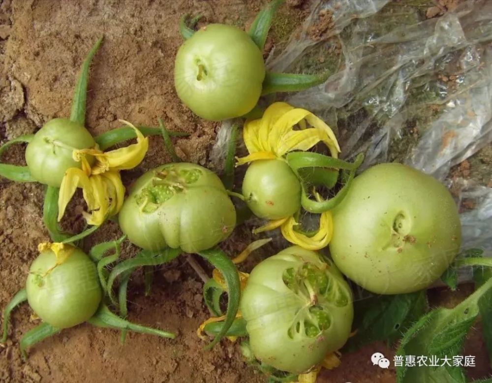 植保《从番茄低温碍障综合症谈温度对作物生长的重要性》