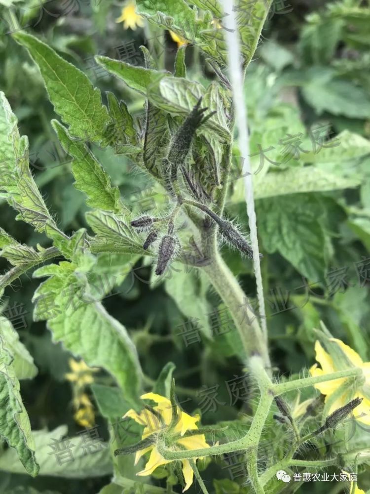 植保《从番茄低温碍障综合症谈温度对作物生长的重要性》