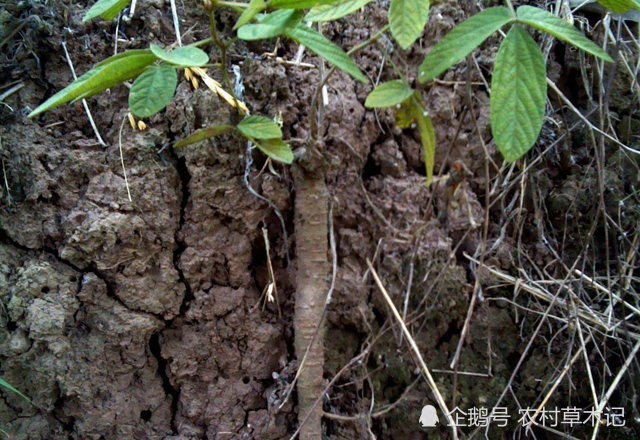 杂草,植物,一条根,千斤拔,根茎