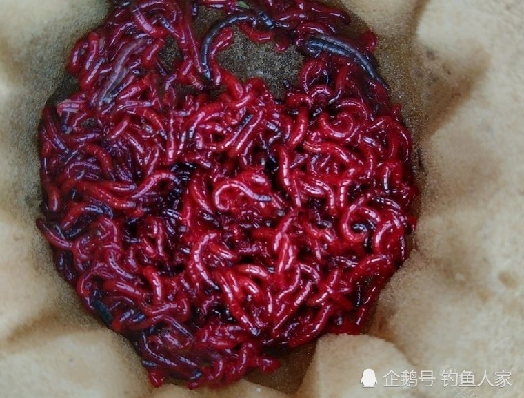 红虫冬钓鲫鱼,双炮竿作钓野生鲫鱼,钓获一盆10多条大板鲫鱼