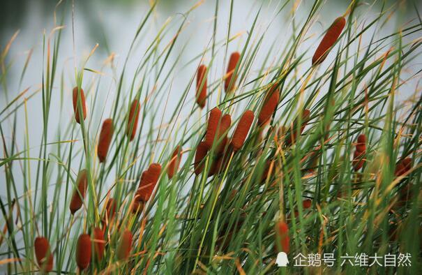 常见又奇特水生植物:香肠树结香肠果实,香蒲草却结出火腿肠花朵
