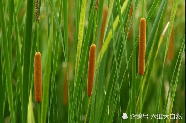 常见又奇特水生植物:香肠树结香肠果实,香蒲草却结出火腿肠花朵