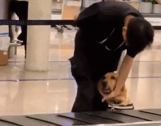 警犬真的不快乐?它们其实也喜欢工作,能够释放天性