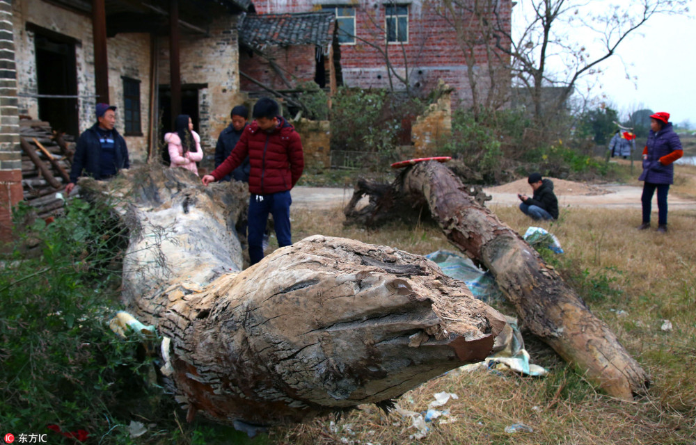 村民挖出2棵1米粗楠木：至少十万一根
