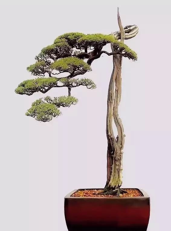 大师盆景作品赏析