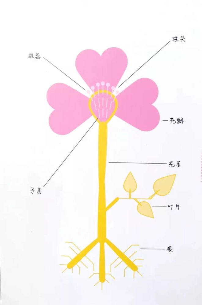 科学文化艺术篇│花朵拼图