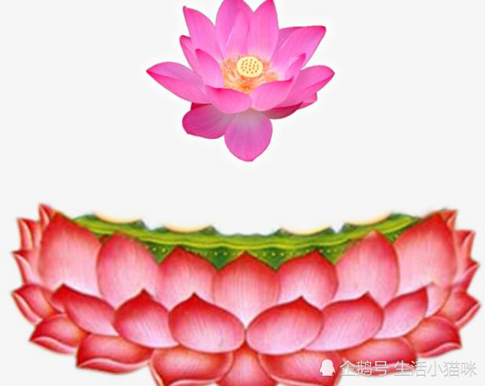 莲花在佛教中到底有何象征