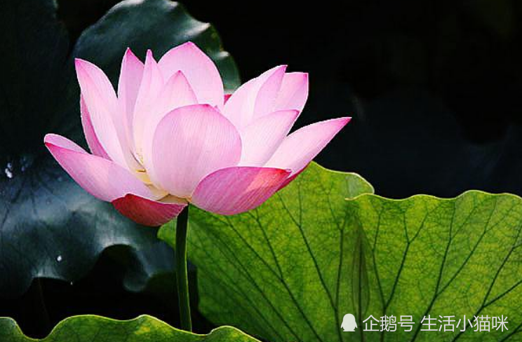 莲花在佛教中到底有何象征