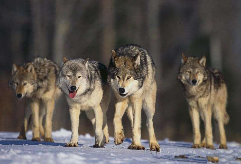 如果在狼群面前将狼王一棒子放倒,群狼会奉我们为领袖