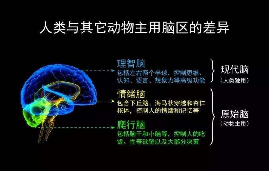 非凡小狮带你揭开儿童脑科学发展的奥秘