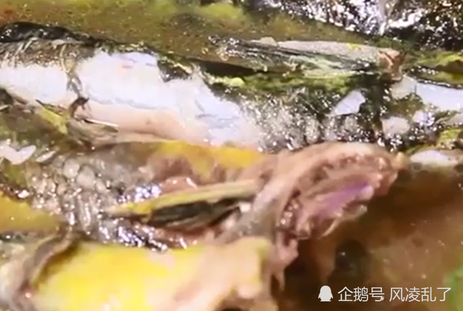黄颡鱼又叫黄尝鱼,江西人叫黄丫头,用它搭配豆腐清炖