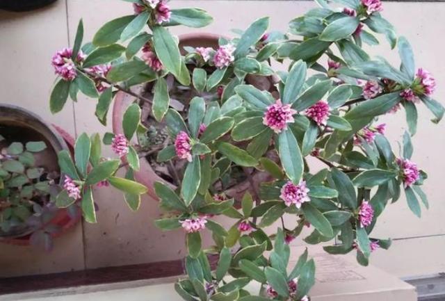 此花叫做千里香,盆栽将5点做到位,冬季开花能够满屋飘香