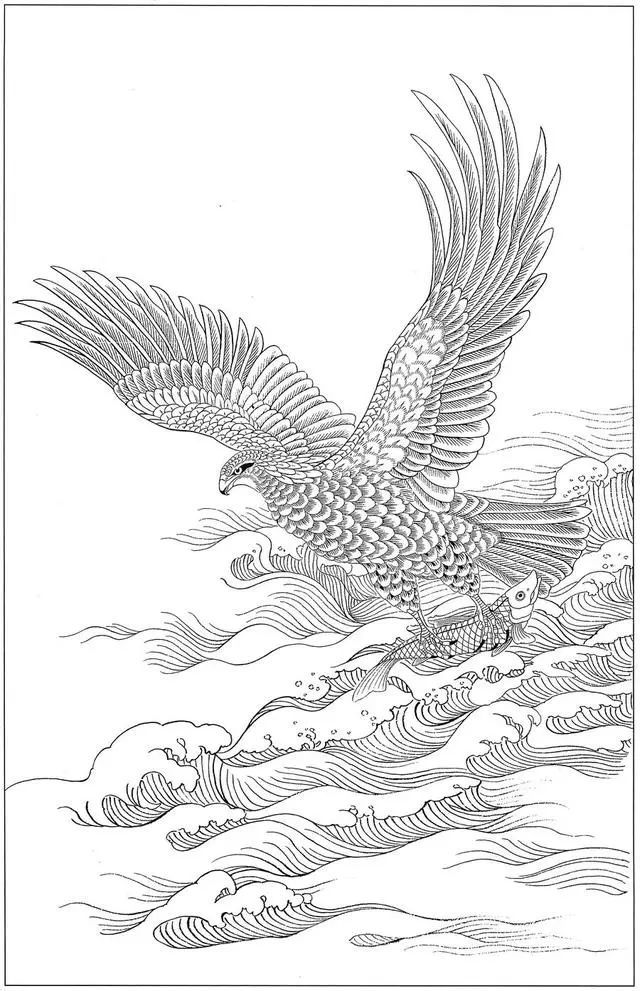 工笔鹰的高清白描线稿图片