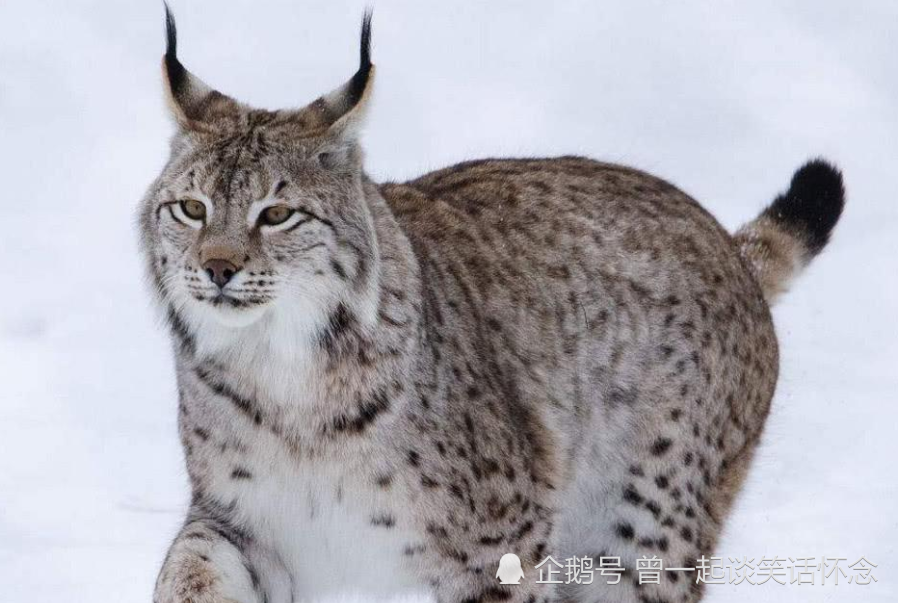 猞猁是狼的天敌?同为顶级猎食者,猞猁与狼发生冲突在所难免