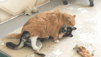 养一只橘猫的风险有多大？一不小心就成了养猪专业户！
