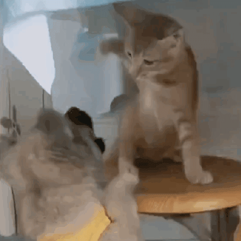 猫狗双全就是人生赢家?先看看如何避免猫狗大战吧