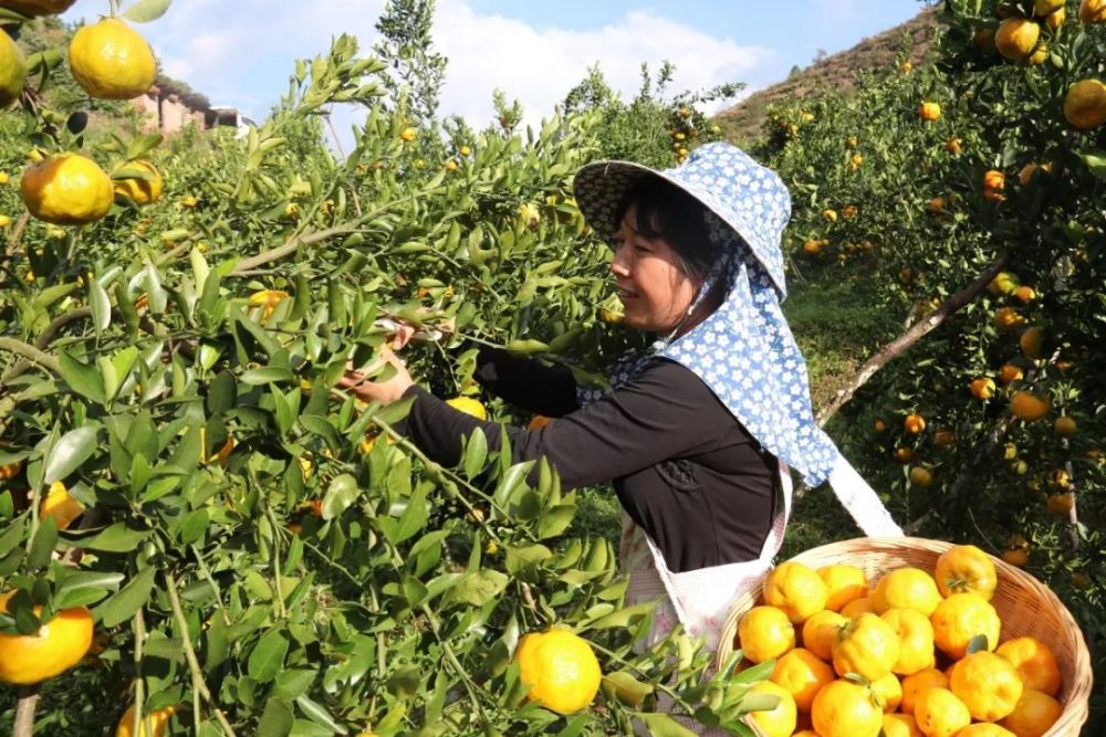 宁洱勐先镇:生态柑橘 结出致富金果果
