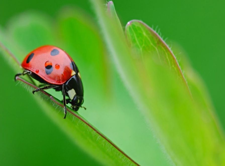 小昆虫如何影响大世界?