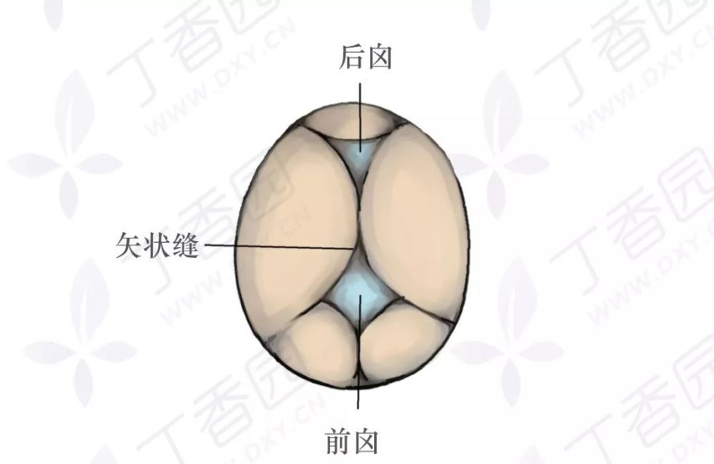 图 4 当我们触摸前囟或者后囟在骨盆侧方时,我们初步判定是枕横位