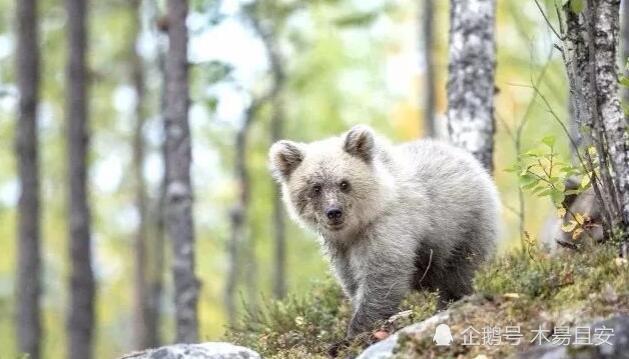 芬兰出现白色棕熊,是罕见的白化熊,还是棕熊与北极熊的后代?
