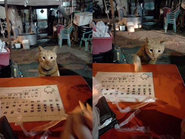 网友吃夜宵遭橘猫拼桌 它还伸爪指菜单点菜 猫咪 赶紧给朕上菜 看点快报