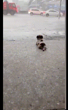 搞笑gif:昨晚成功表白的女朋友,我是不是可以在校园横着走了