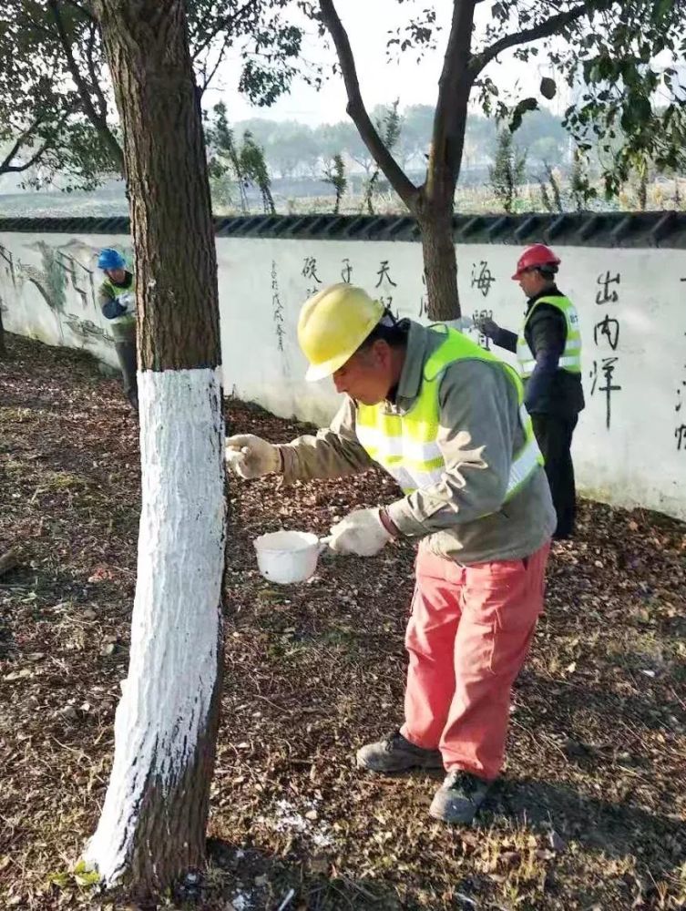 肮脏的地方,不喜欢白色,干净的地方,树干涂上了雪白的石灰水,土壤里的