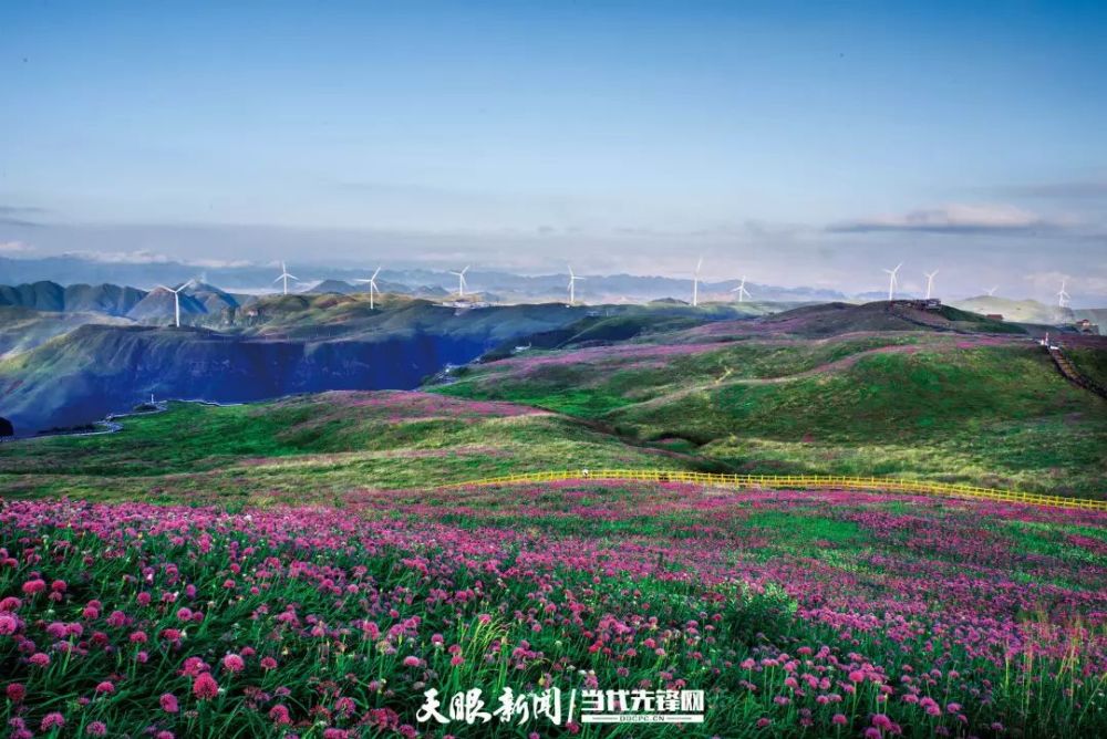 赫章大韭菜坪云上花海(李学友 摄)