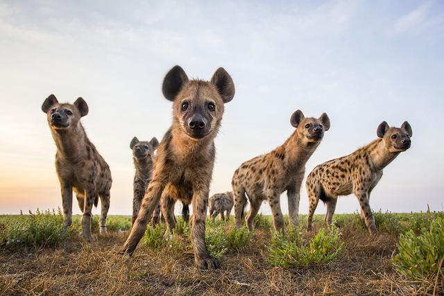 斑鬣狗:强大而聪明的社会性动物