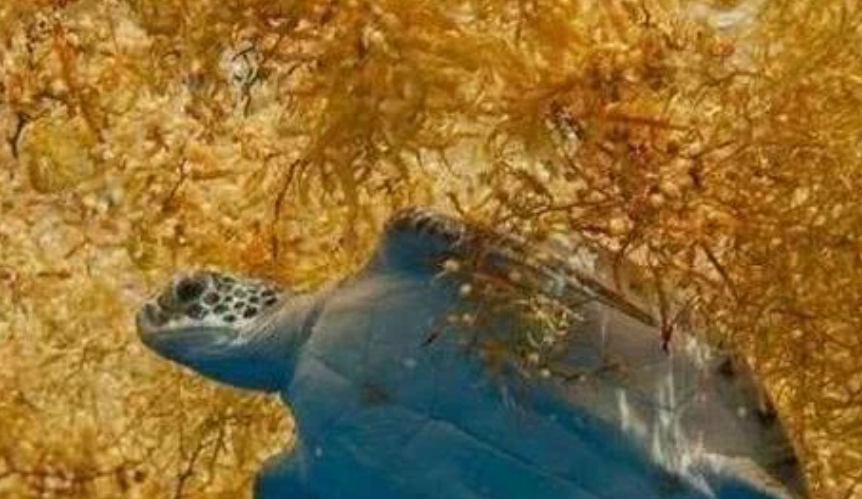世界上最危险的海,透明度达72米,过往的船却"有去无回