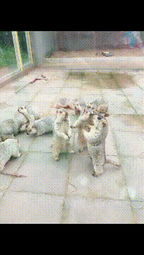 搞笑gif:调皮的大爷,年轻的时候肯定是坐在教室后面的