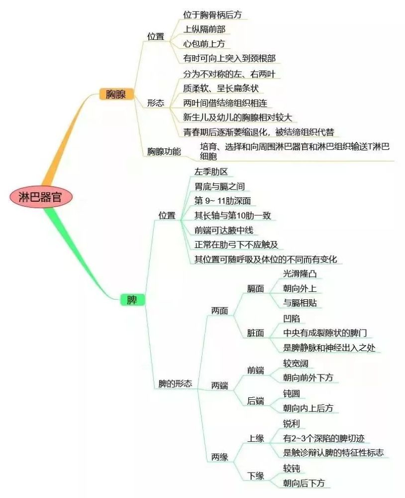 淋巴及血管系统思维导图