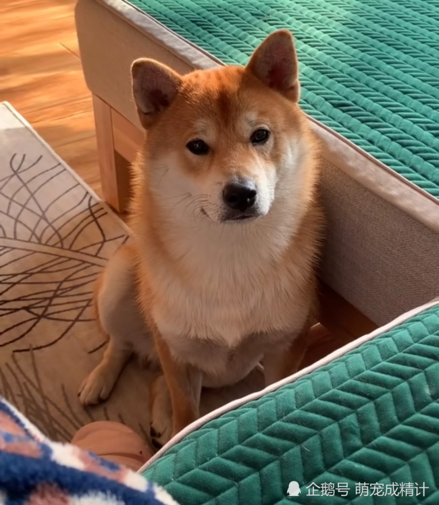 柴犬,表情