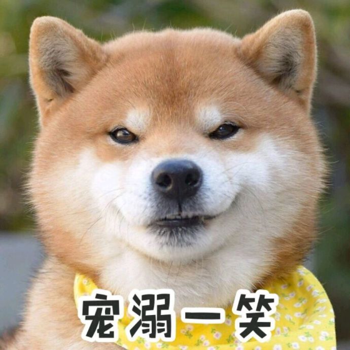 秋田犬vs柴犬如何区分?这是你不知道的秘密