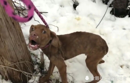 流浪狗在雪地冻得发抖,叫声不断,被救时狗狗的表情让人落泪!