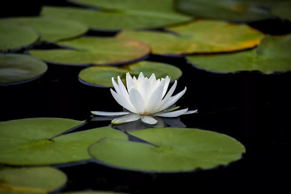 禅露 白莲花