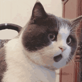 壁纸 动物 狗 狗狗 猫 猫咪 小猫 桌面 270_270 gif 动态图 动图