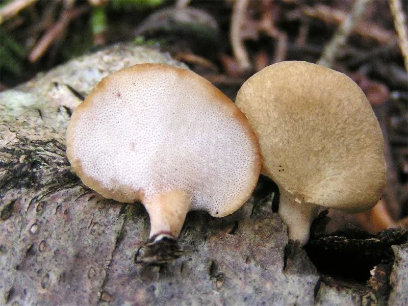 孢子印——蘑菇留下的独特印迹
