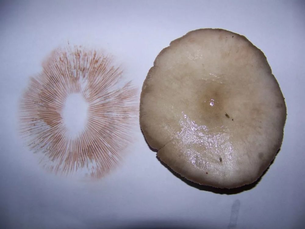 孢子印——蘑菇留下的独特印迹
