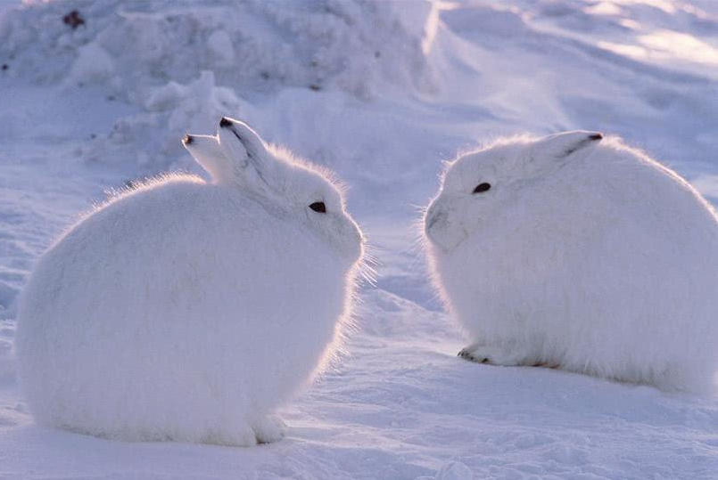 北极兔很萌很可爱?北极兔:我的腿可不是长着玩的