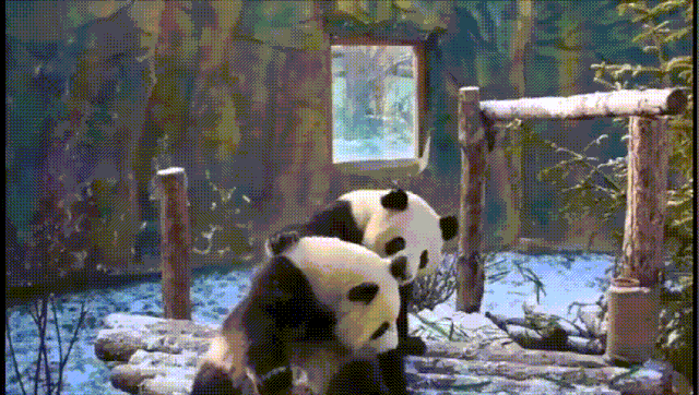 麻烦让一下,西宁的熊猫出来玩雪啦!