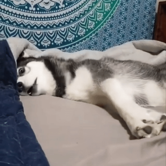 哈士奇内心戏巨多,在床上蹬腿,还骂骂咧咧:你不懂我