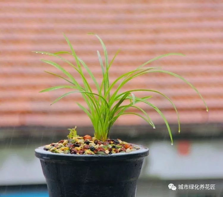 兰花养护不要过分依赖植料配方,学会营造兰花适宜生长