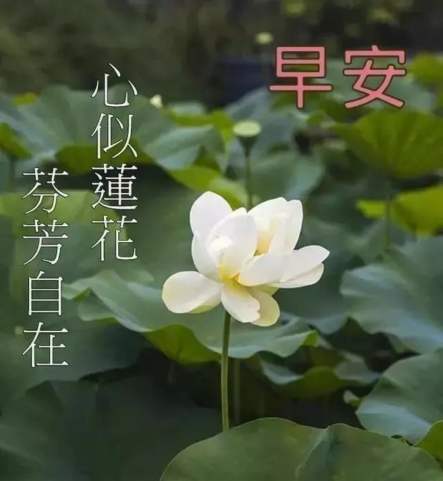 早安动态鲜花问候祝福图片 早安问候语每日更新