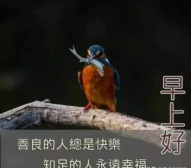 早安动态鲜花问候祝福图片 早安问候语每日更新