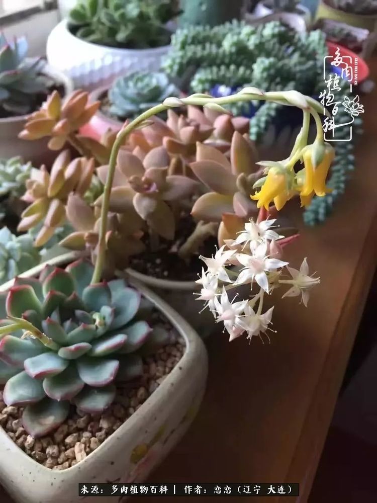 当时条件的限制我养肉是在室内阳台,肉肉状态跟大神的多肉还是相差甚